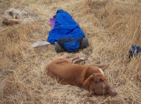 Taffy and Diana's sleeping bag, at second day's camp